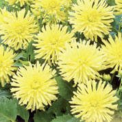 Dahlia Dwarf Cactus Yellow